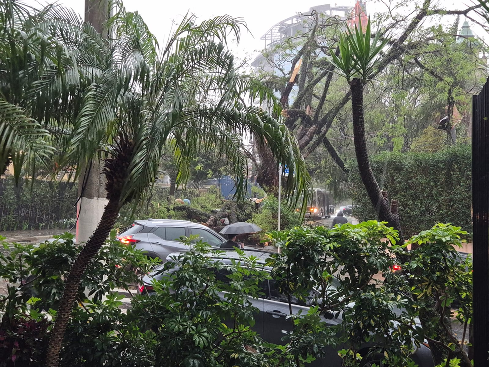 Chuva derruba árvore em Perdizes — Foto: Arquivo pessoal