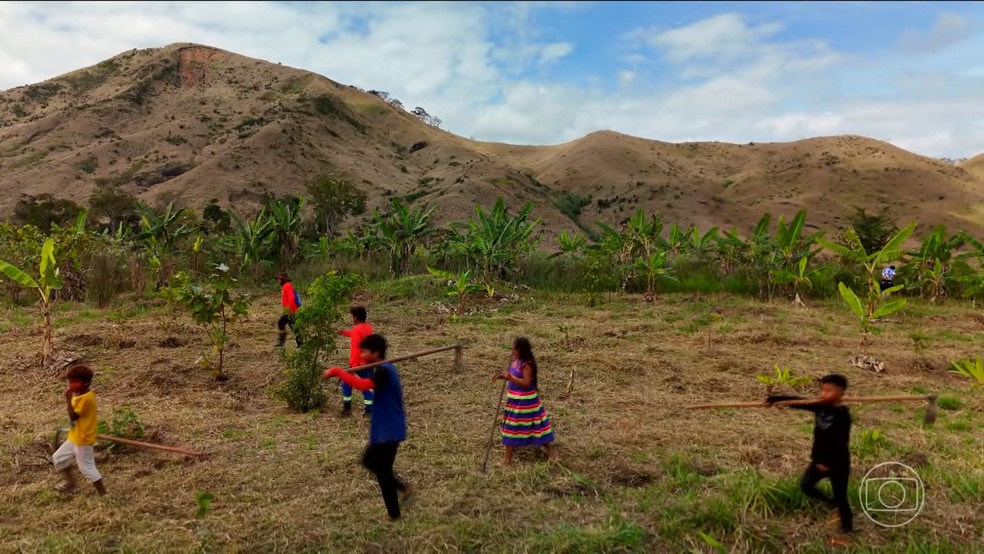Série especial do JN mostra iniciativas de recuperação dos biomas do Brasil — Foto: Jornal Nacional/ Reprodução