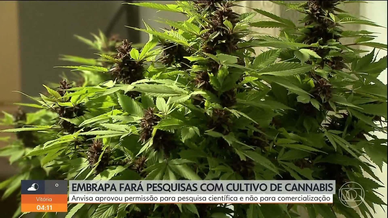 Anvisa autoriza Embrapa a iniciar pesquisas com cultivo de cannabis