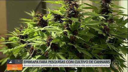 Anvisa autoriza que Embrapa pesquise o cultivo de cannabis no Brasil