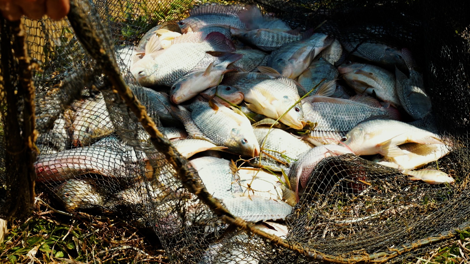 Tilápia entra em lista de espécies invasoras; veja o que muda