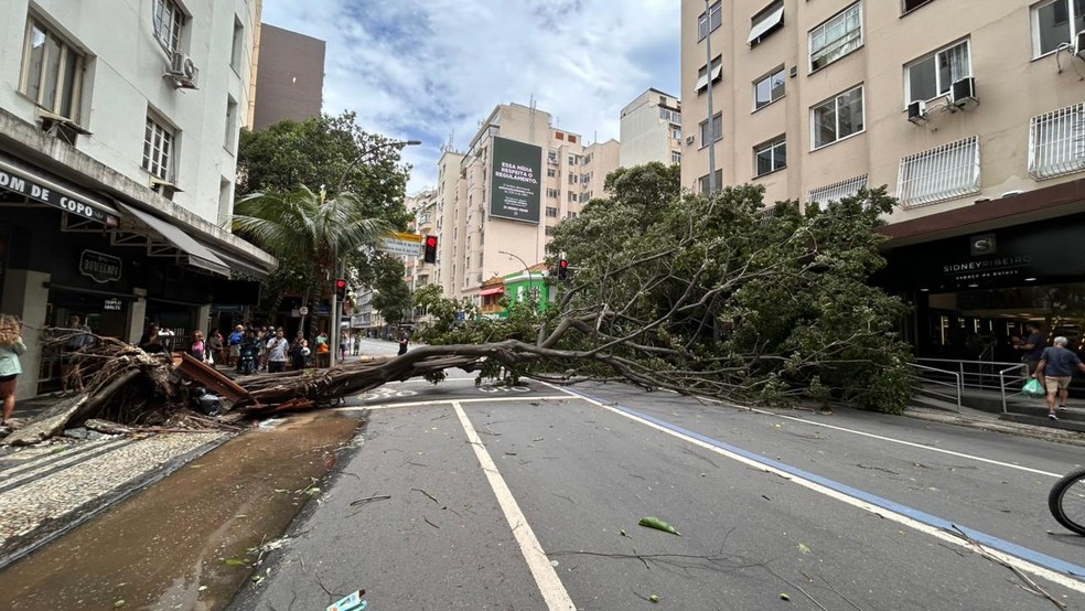 Uma árvore caiu na esquina da Barata Ribeiro com a Constante Ramos em Copacabana — Foto: Tainah Vieira / Arquivo pessoal