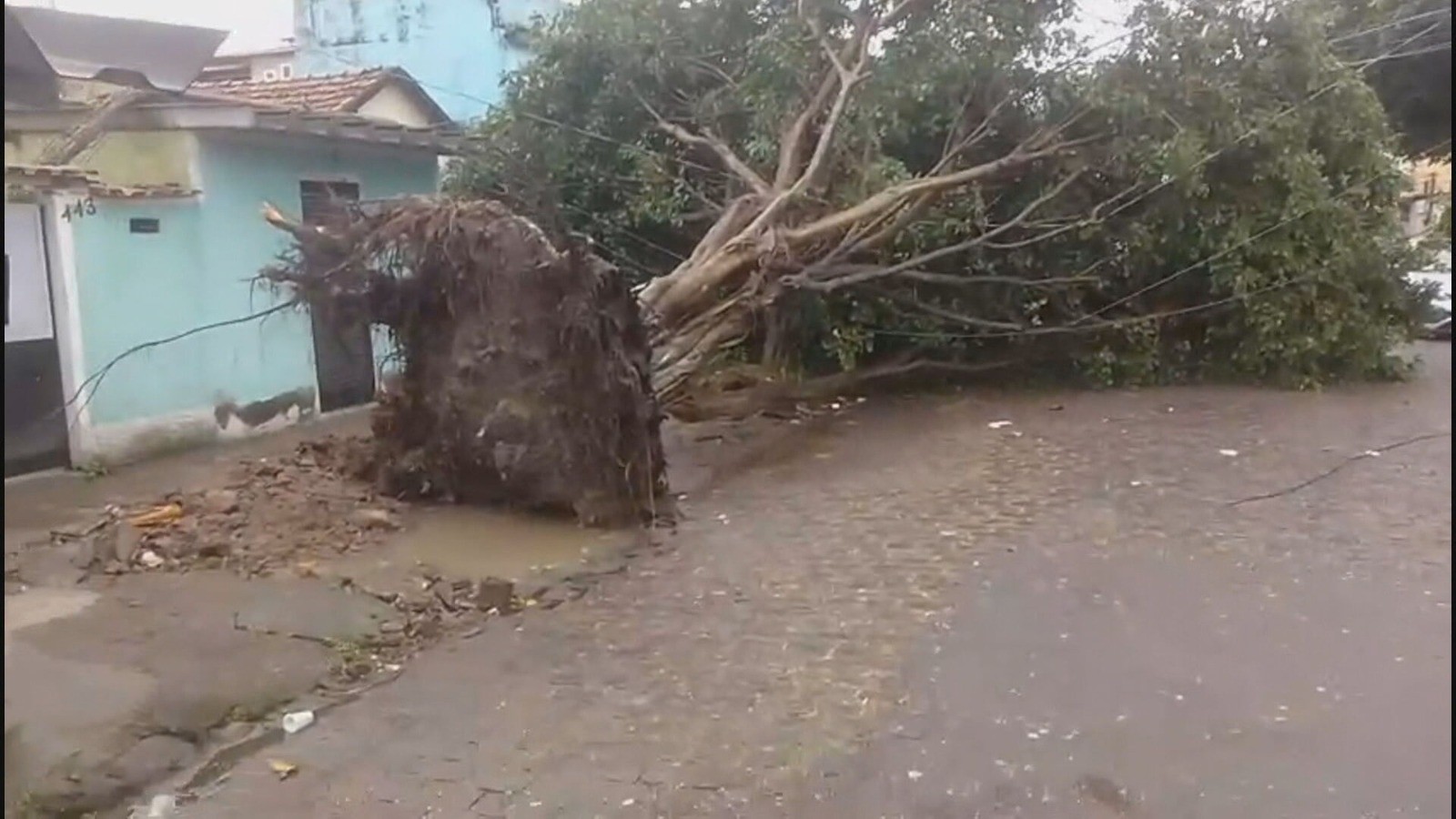 Rajadas de até 80 km/h causam alerta no Rio; 13 árvores caem