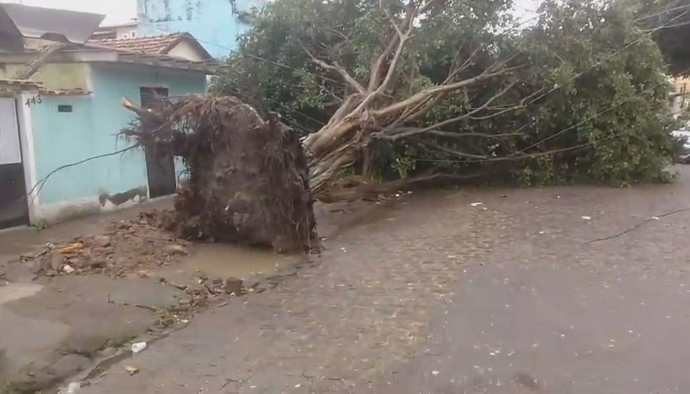 Vento forte derrubou mais de 10 árvores em diferentes bairros do Rio neste sábado (8) — Foto: Reprodução
