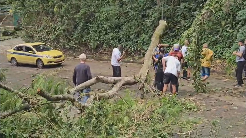 Vento forte derrubou árvore no Alto da Boa Vista na manhã deste sábado (8) — Foto: Reprodução