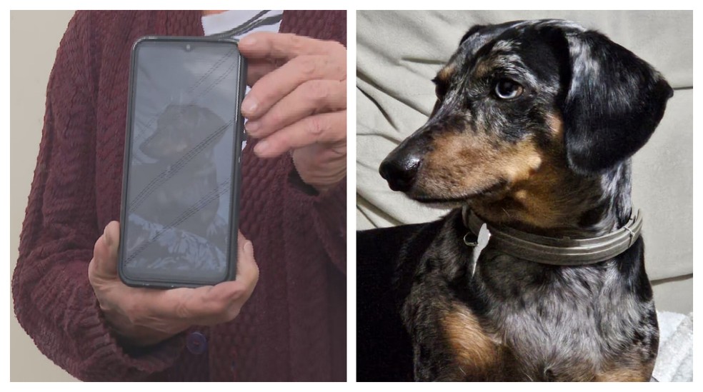 O cãozinho Fred, de cinco anos, é um dos animais desaparecidos na explosão na rua Francisco Bueno, no Tatuapé, Zona Leste de SP. — Foto: Montagem/g1/Reprodução/TV Globo