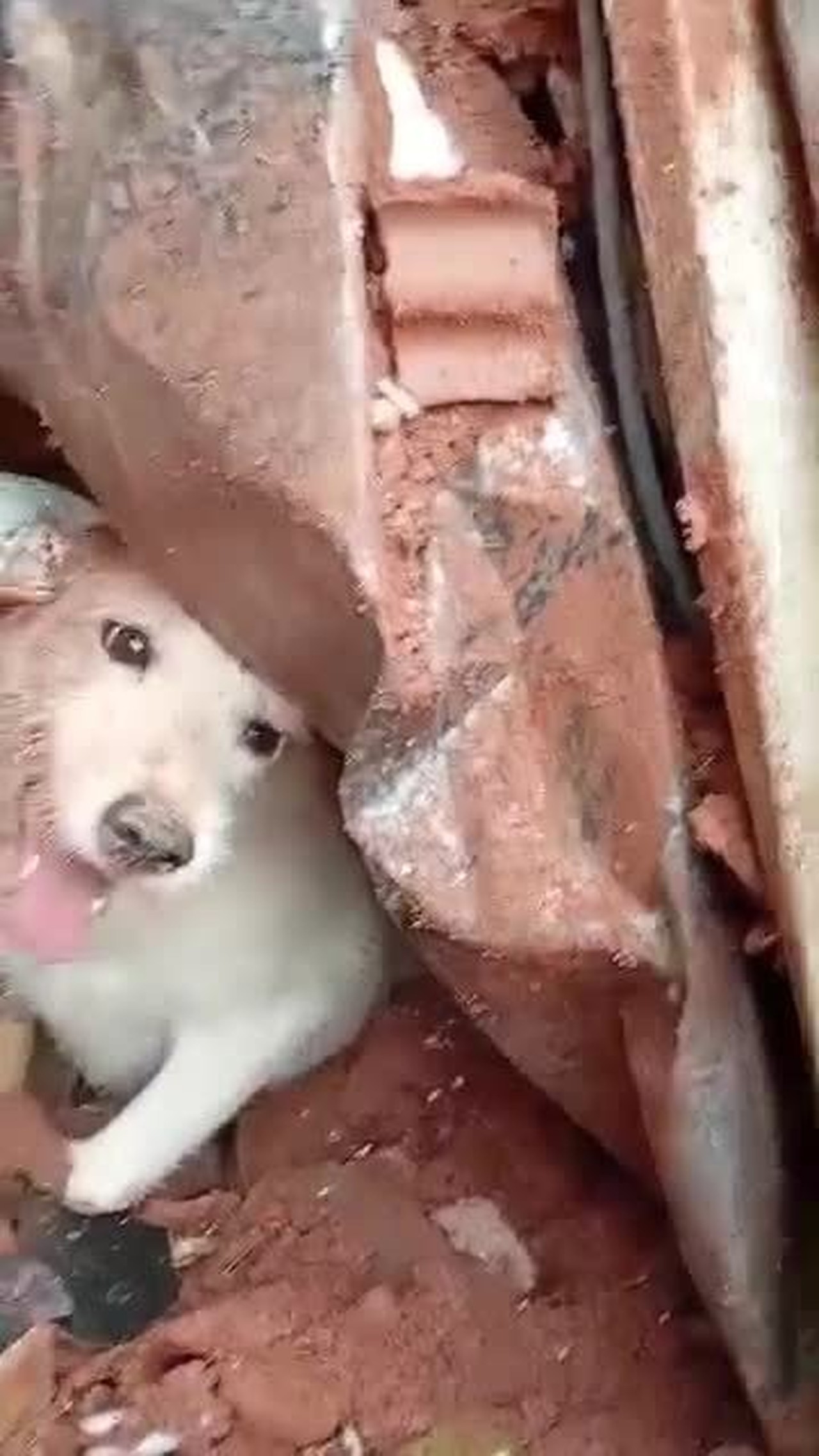 Cachorro é resgatado em meio a escombros em Juiz de Fora; ASSISTA