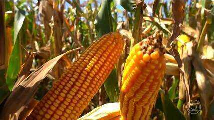 Setor de fertilizantes é um dos atingidos pela guerra