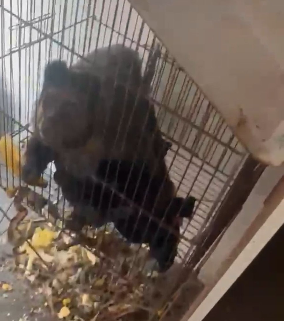 Macaco é resgatado pela Polícia Civil durante operação na Maré — Foto: Reprodução