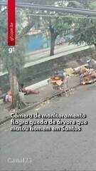 Vídeo mostra queda de árvore que matou homem no litoral de SP