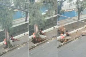 VÍDEO mostra momento em que árvore atinge homem que morreu em Santos