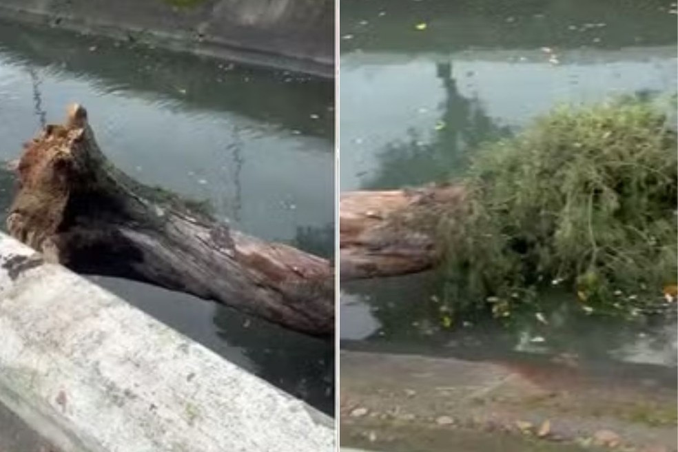 Homem em situação de rua morreu após ser atingido por uma árvore durante ventania em Santos, SP — Foto: Reprodução