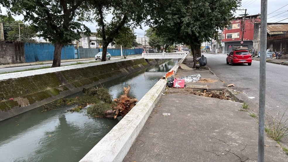 Homem em situação de rua morre após ser atingido por árvore em Santos, SP — Foto: Matheus Croce/TV Tribuna