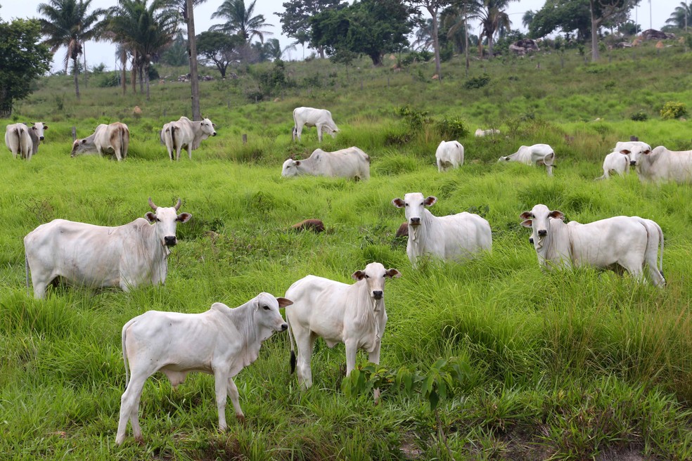 Rebanho de gado vacinado contra a febre aftosa no Pará - Arquivo — Foto: Divulgação / Adepraá